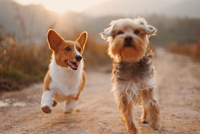 Como proteger as patas do seu cão de queimaduras no verão