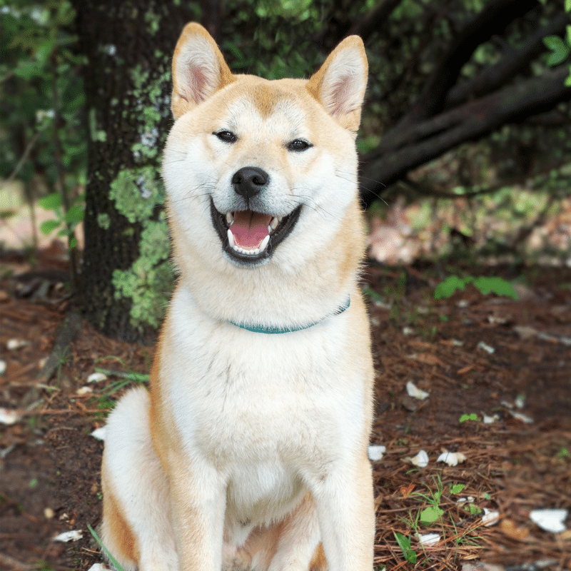 As raças de cães mais antigas do mundo