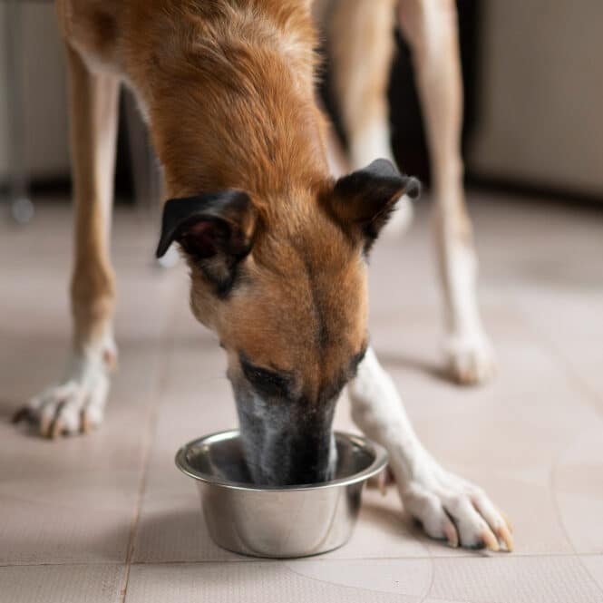 aumentar el apetito de los perros