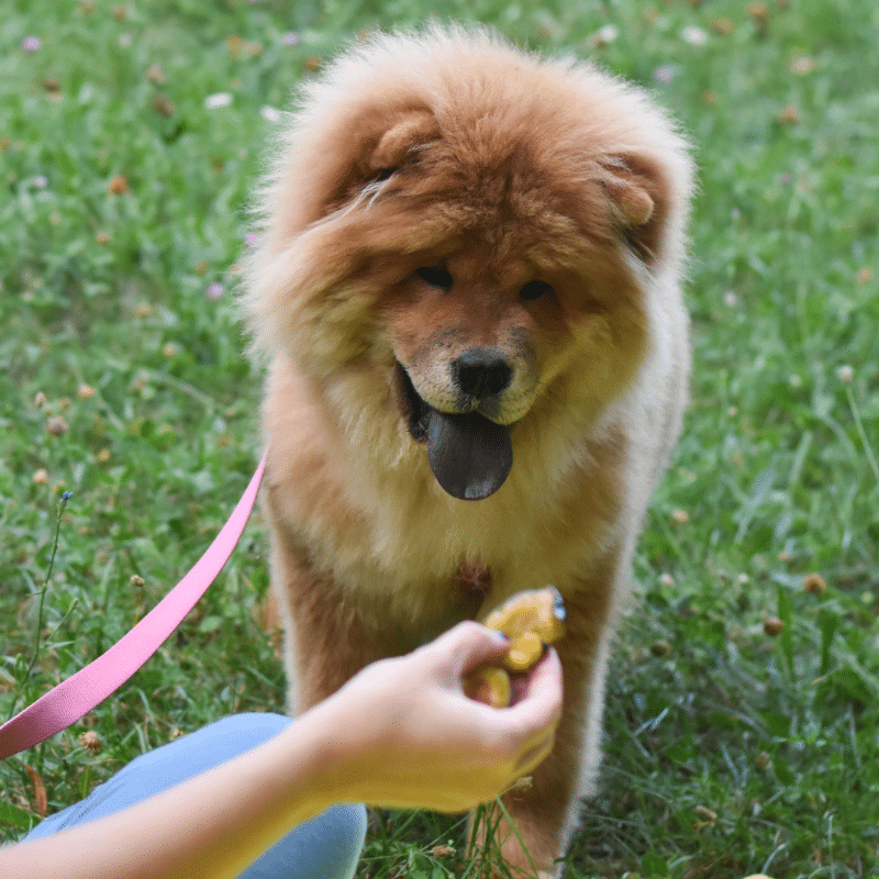 Os cães podem comer ameixas?