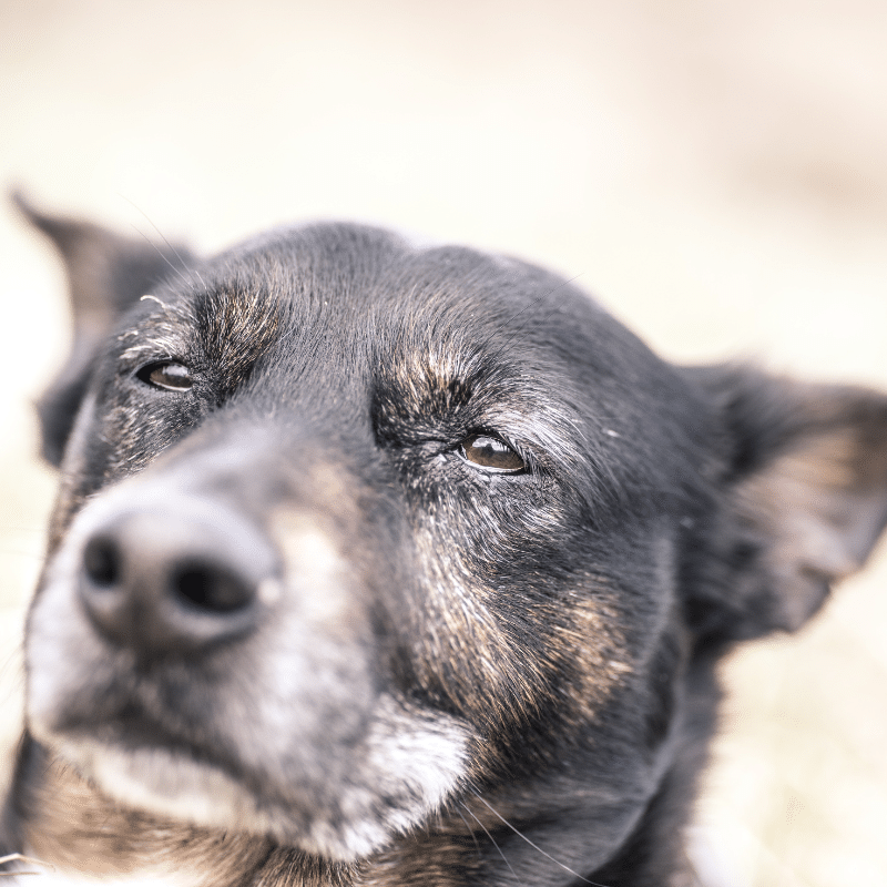 Como lidar com um cão que tem cancro