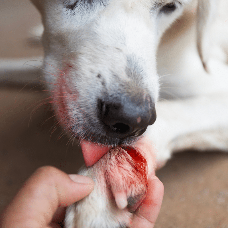 Como pode tratar uma ferida do seu cão?