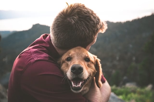 Doenças degenerativas: Quais são e como protejo o meu cão?