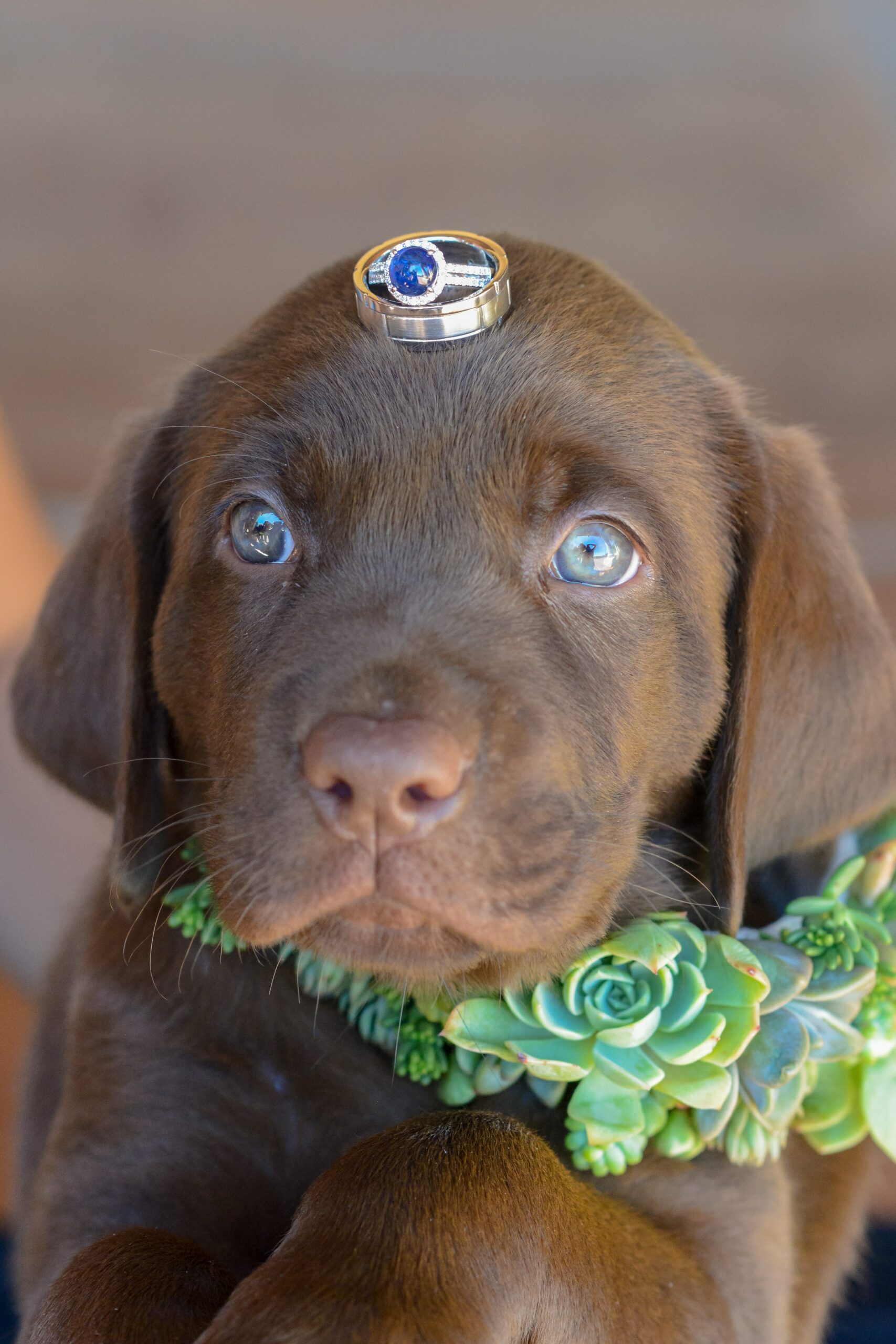 Ideas para incluir a mi perro el día de mi boda