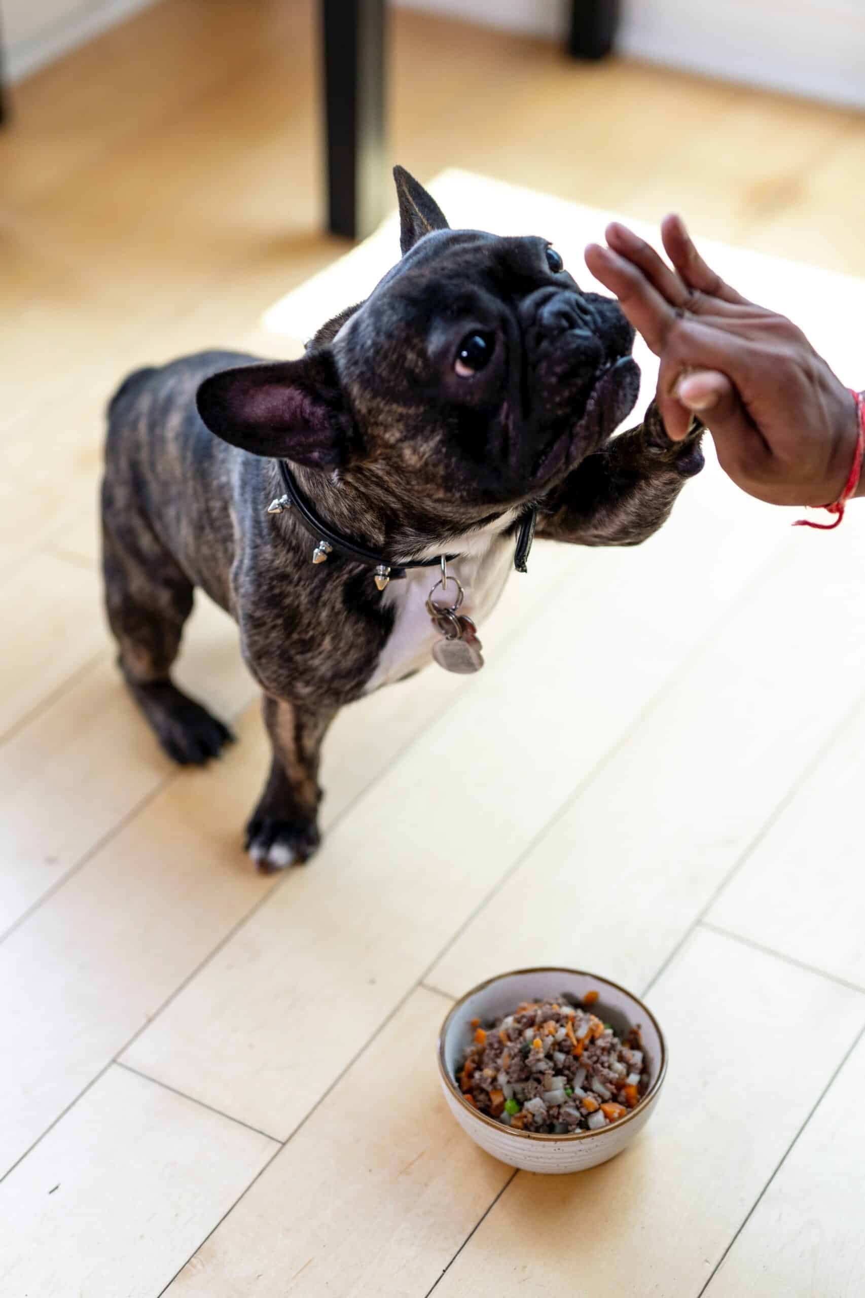 6 especias buenas para la salud de su perro