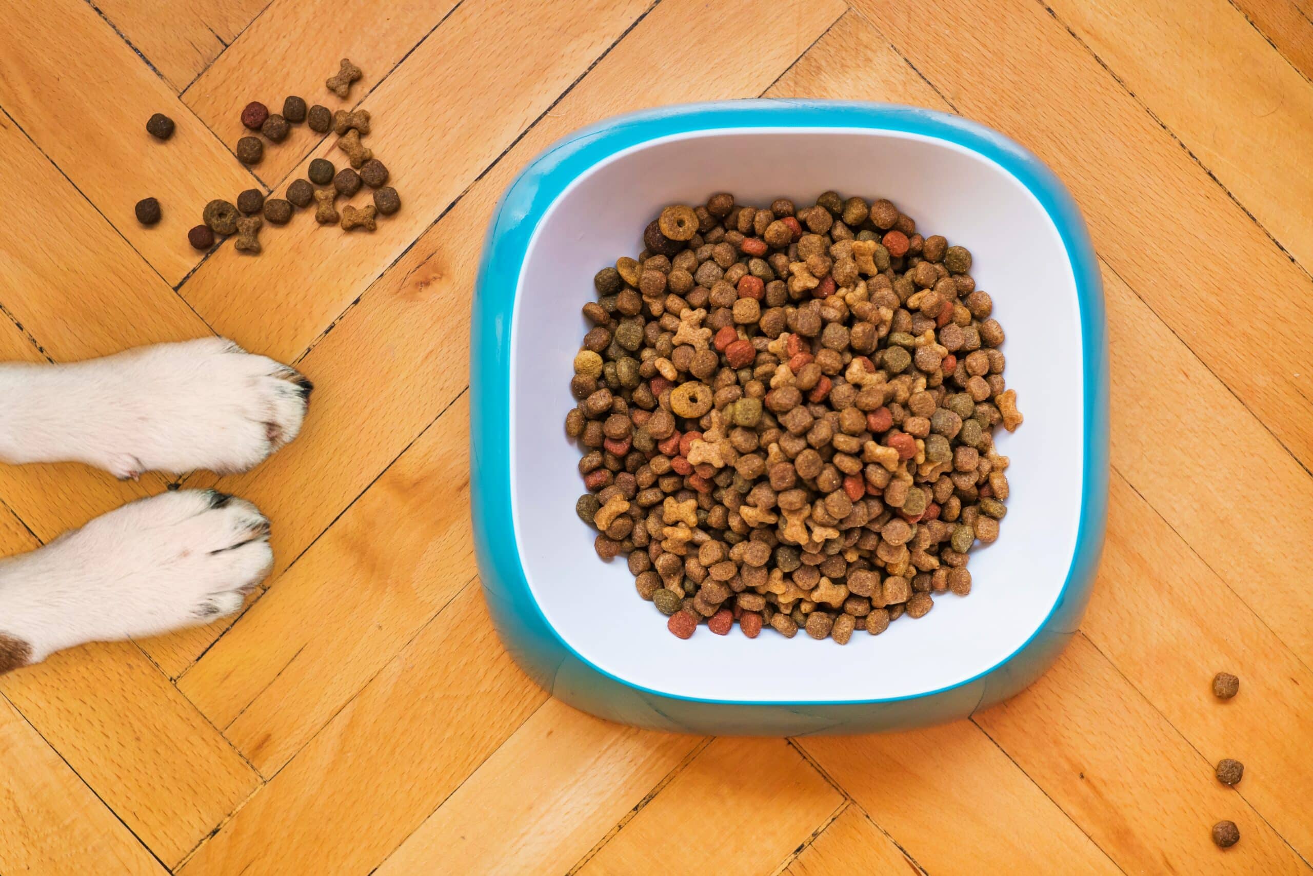 Las ventajas de una alimentación Grain-free para perros