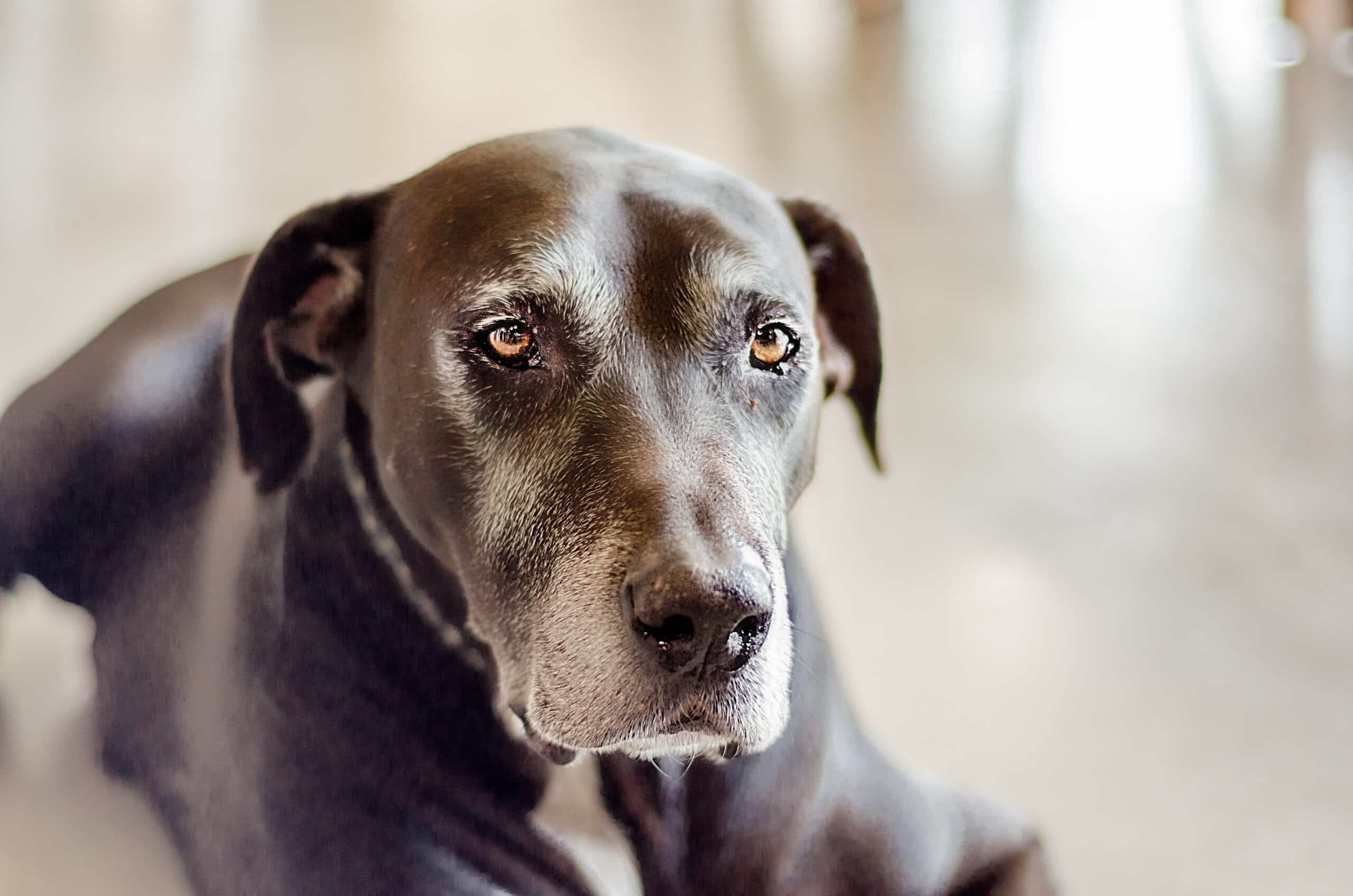 Que idade tem o cão mais velho do mundo?