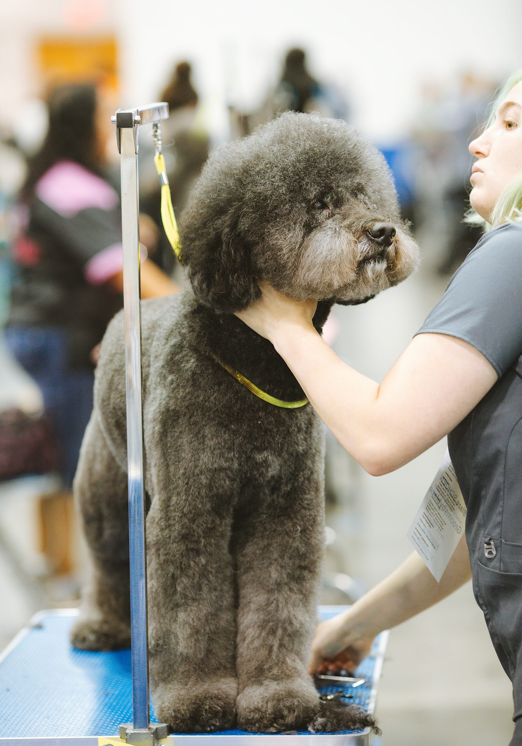 ¿Debo cortar el pelo a mi perro en verano?