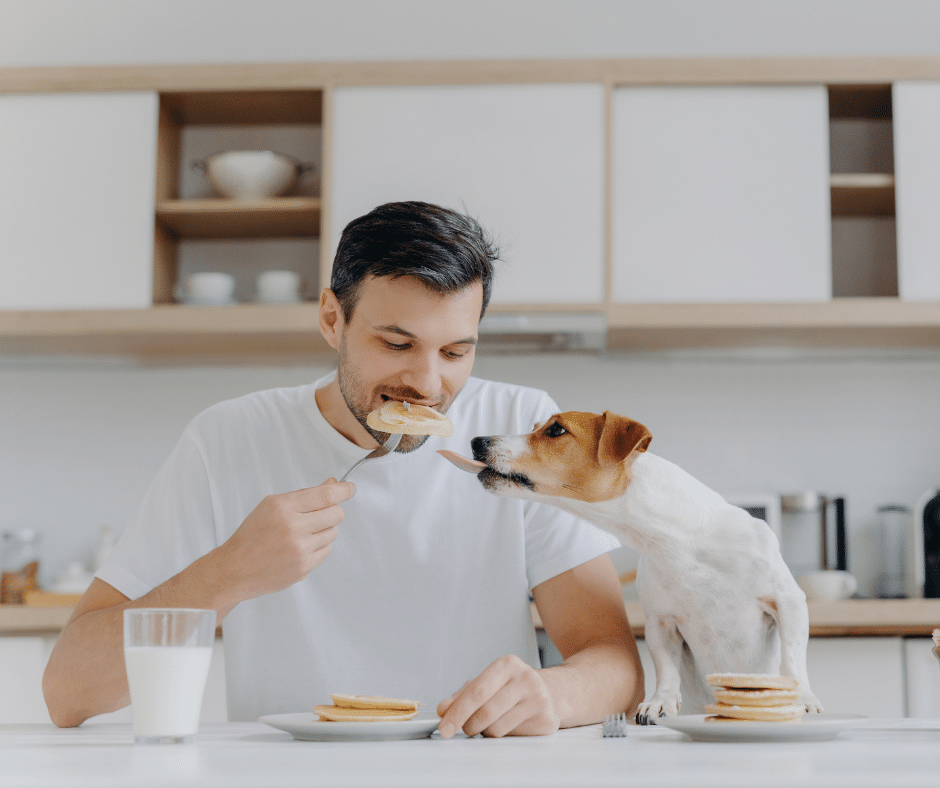 Panquecas de Banana para Cães e Donos