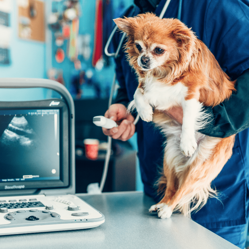 A importância das ecografias caninas