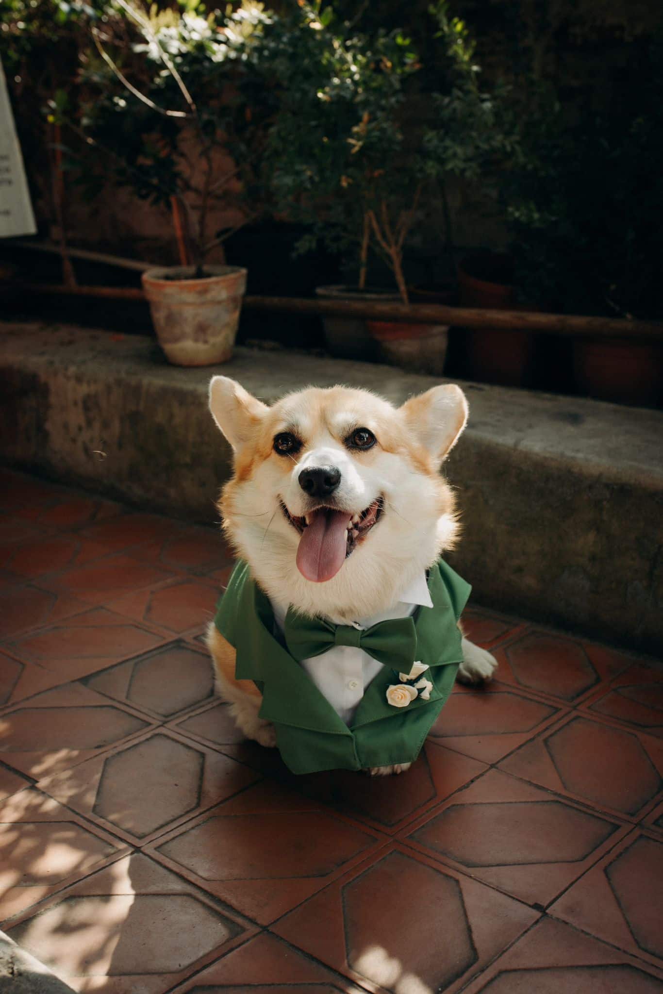 Ideias para incluir o meu cão na boda de casamento