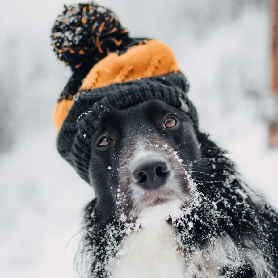 attenzioni cane in inverno