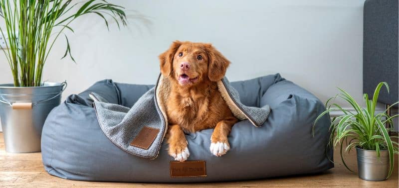 Dove lasciare il cane quando si va in vacanza?