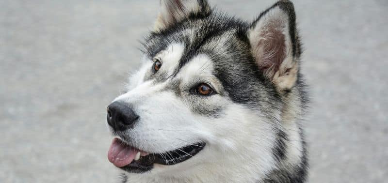 Alaskan malamute: guida completa alla razza