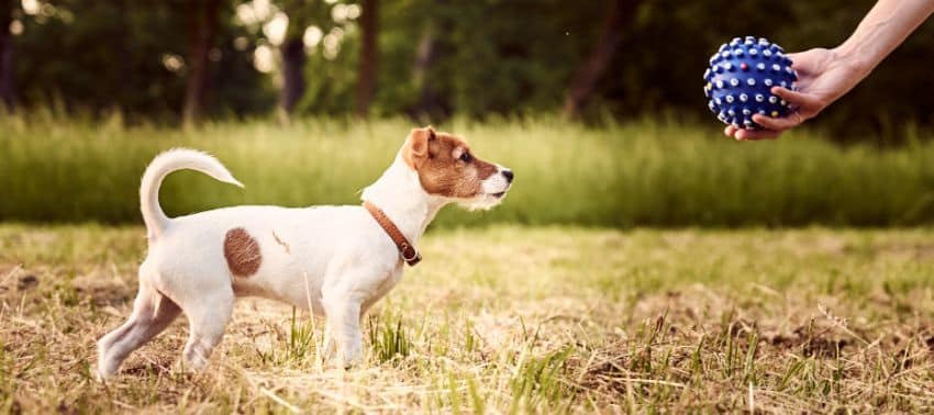 Brincadeiras com cães: diversão e exercício para seu melhor amigo