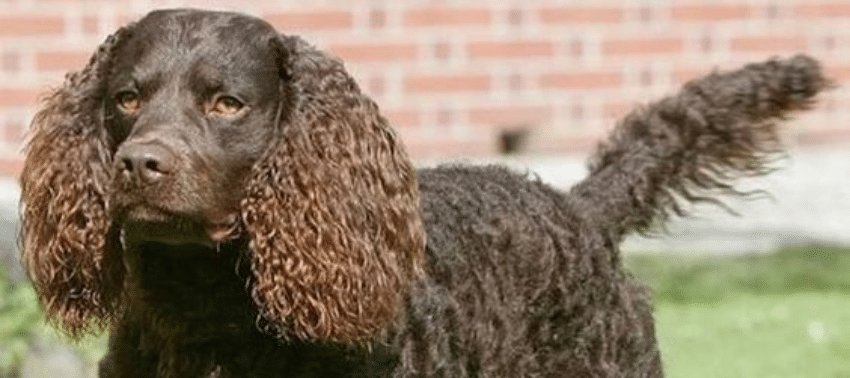 Caratteristiche uniche dell’American Water Spaniel