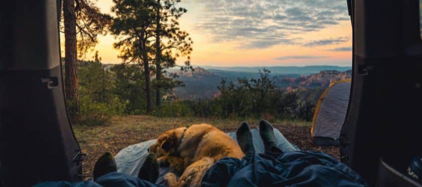 Camping con perros: cómo prepararse para la aventura