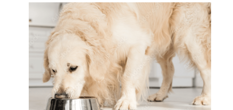 Alimentazione del golden retriever: guida alla dieta ideale