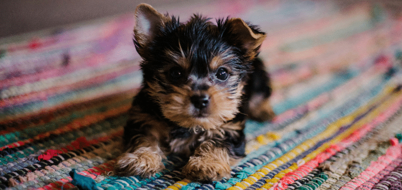 Cosa sapere prima di prendere un cane?