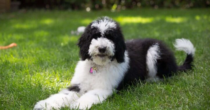 sheepadoodle