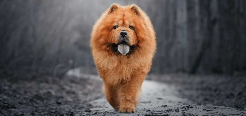 Cane chow chow: guida completa per una cura ottimale