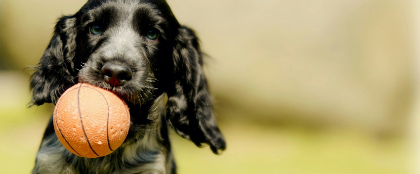 como ensinar truques a um cão