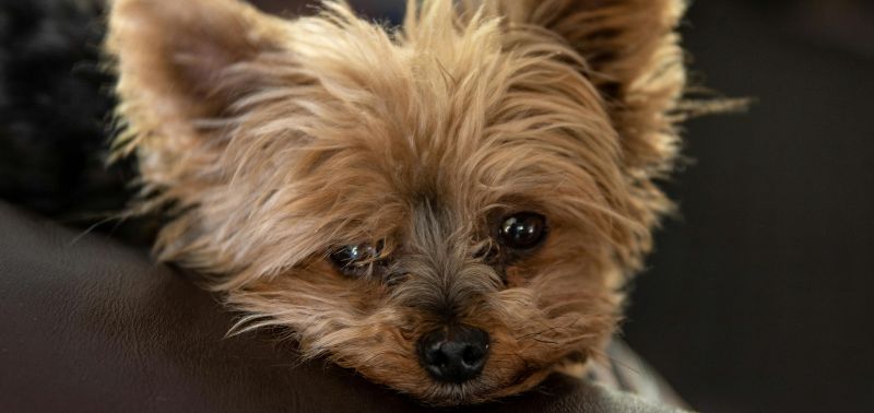 Scopri il fascino dell’australian terrier: un compagno fedele e vivace