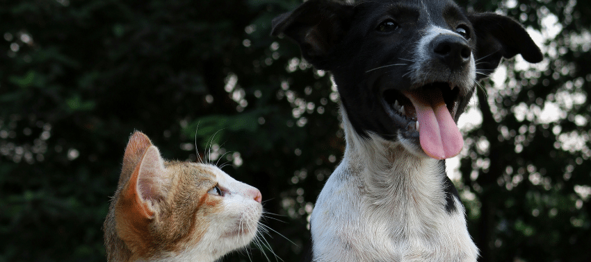 Perchè il cane mangia le feci del gatto?