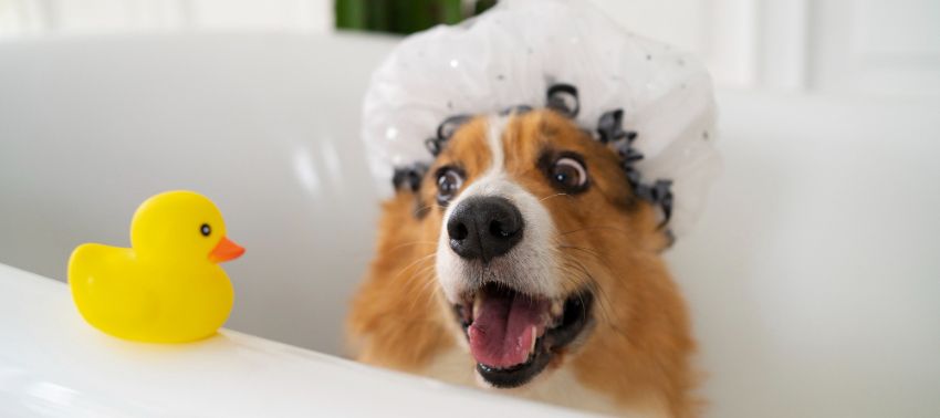 Alternativas efectivas: ¿Con qué bañar a un perro si no tengo shampoo?