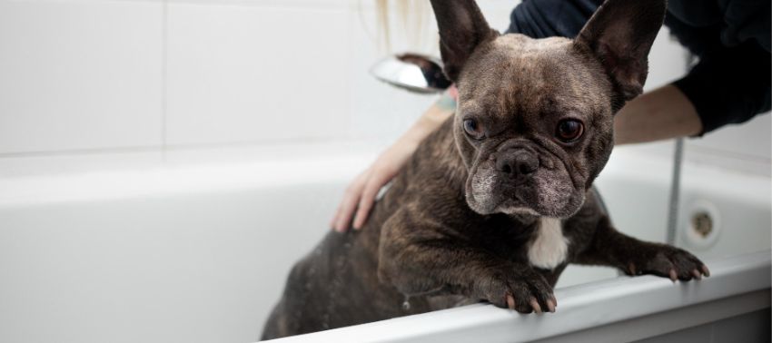 porque los perros te acompañan al baño