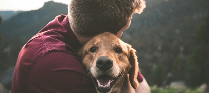 O que fazer quando morre um cão com chip?