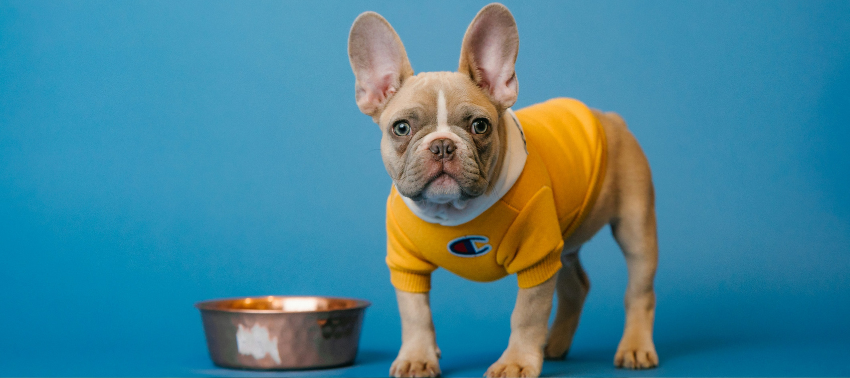 Como treinar um Bulldog francês?