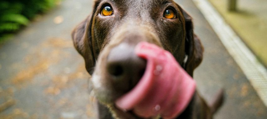 ¿Los perros pueden comer queso?