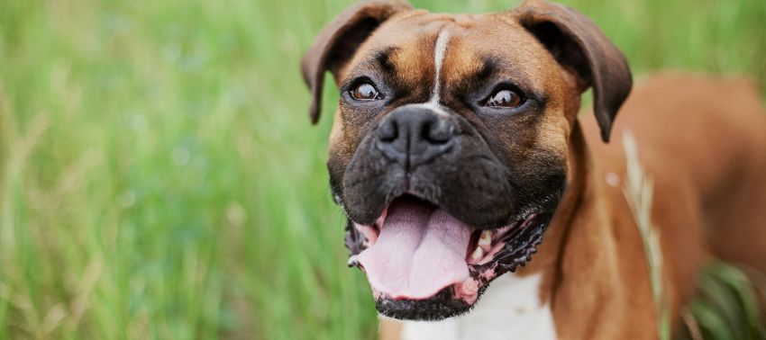 Mi perro hace ruidos extraños como si se ahogara: ¿debo preocuparme?