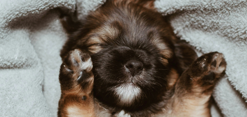 Quando aprono gli occhi i cuccioli di cane?