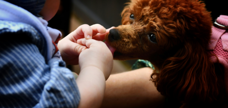 os cães lambem as mãos dos donos.