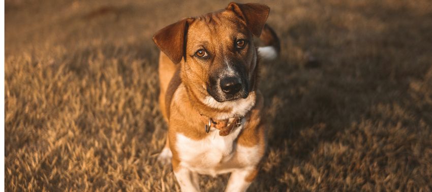 ¿Por qué mi perro me mira fijamente?