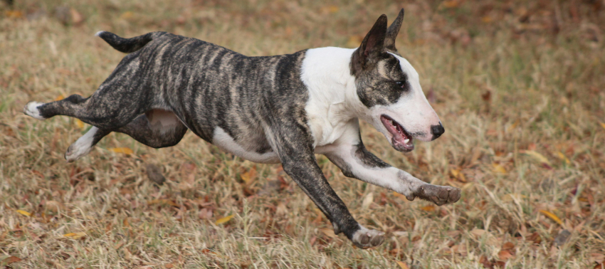 como treinar um bull terrier