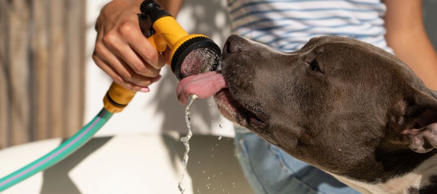 cuánto bebe un perro al día