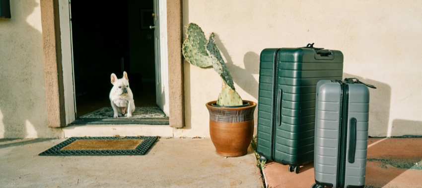 Dove lasciare il cane quando si va in vacanza?