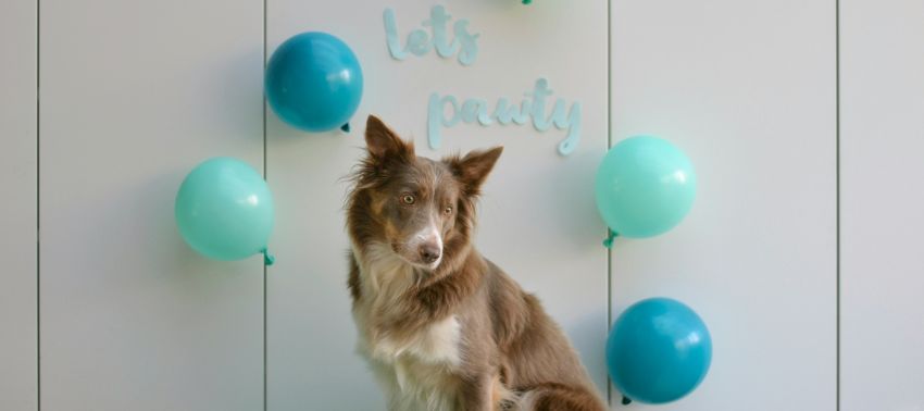 ¿Cuándo es el día mundial del perro?